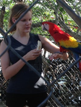 feeding the macaw (Roatan)