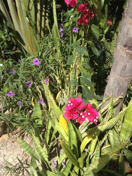 colorful flowers at Grand Roatan Condo