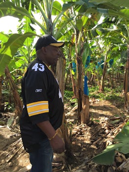 banana plantation on St. Lucia with James