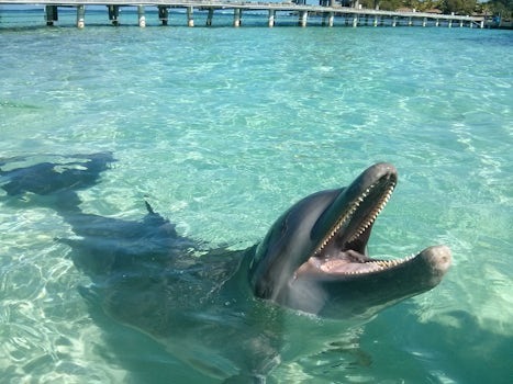 Kali the Dolphin at Anthonys Key Dolphin Encounter excursion.