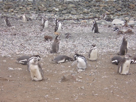 Madreline island  north of Punta Arenas