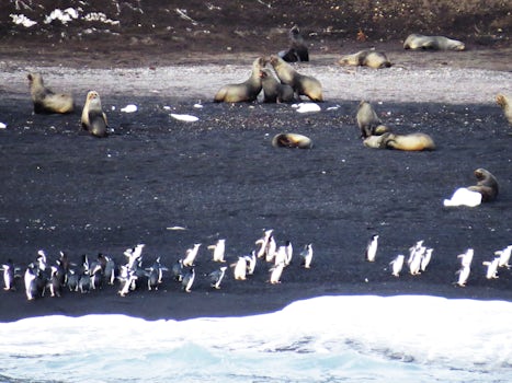 Deception Island - Fur Seals and Penguins