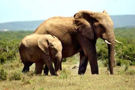 Addo Elephant Park - Port Elizabeth