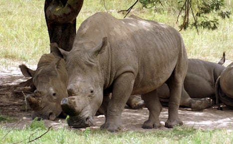 Mossel Baai South Africa - Botlierskop- Rinoceros
