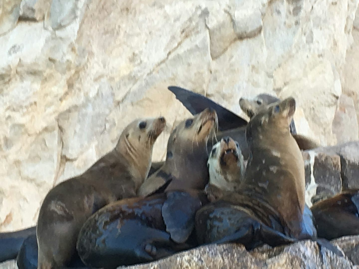 Sea Lions in Cabo San Lucas