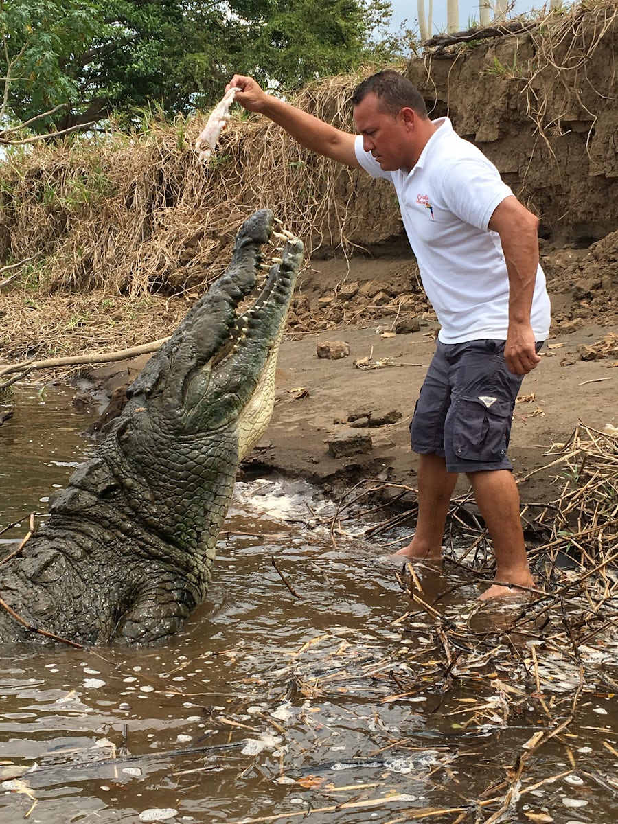 Feeding the crocodiles!  Who wants to try?!