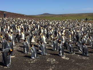 A few Penguins at Volunteer Point