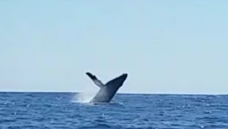 Full breach by a whale in Cabo!