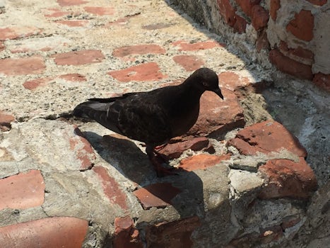 Fort in Cartegena.....the bird was resting:)