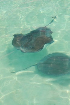 swimming with stingrays in Antigua