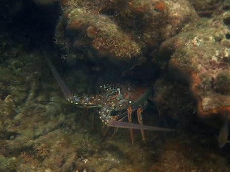 snorkeling - a lobster on the reef in Roatan