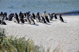 Magellanic Penguins on the Falklands