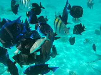 Tropical fish on Sting-Ray City tour.  Grand Cayman April 2016