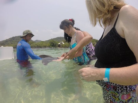 Snorkeling with the dolphins in Roatan