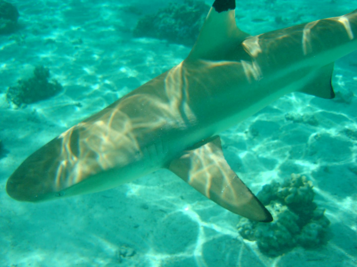 White tipped Shark (5 ft) on private snorkel excursion at Raitea