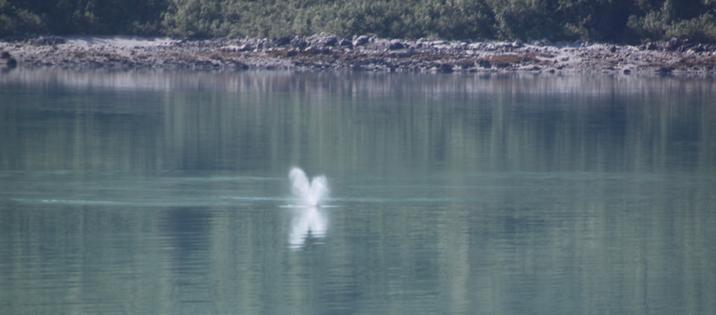 Glacier Bay National Park Whale