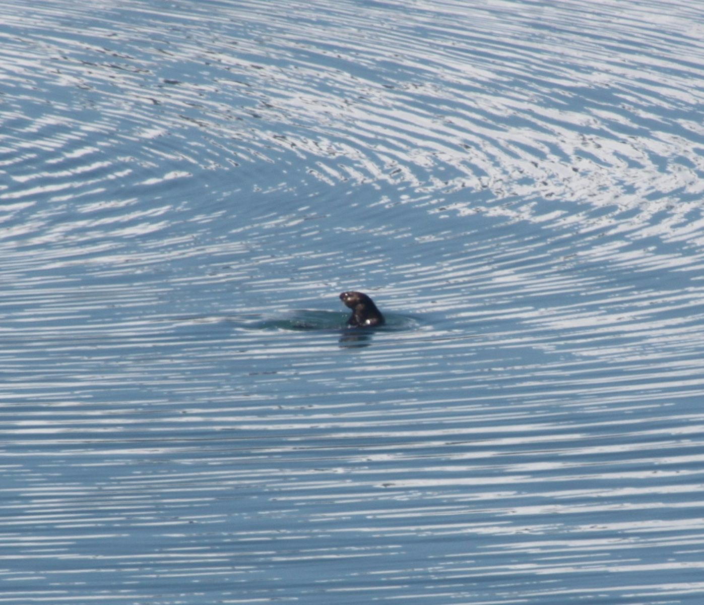 Glacier Bay National Park Harbor Seal