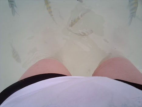 I was standing in the lagoon on Half Moon Cay and there were fishies