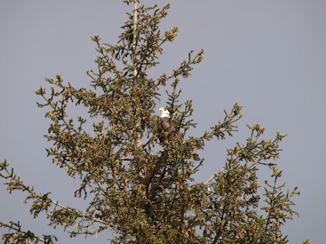 Icy Strait Eagle poised in the tree