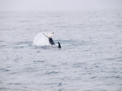 This is the tail of the baby Orca. He would flip it three times about every