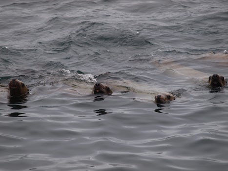 Our Seward harbor seal welcome party