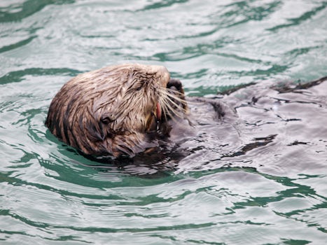 A sea otter having lunch (Seward)