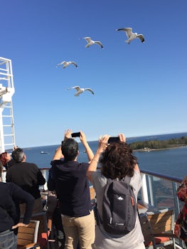Watching the seagulls flying by the ship in search of food.  Drew a large crowd.
