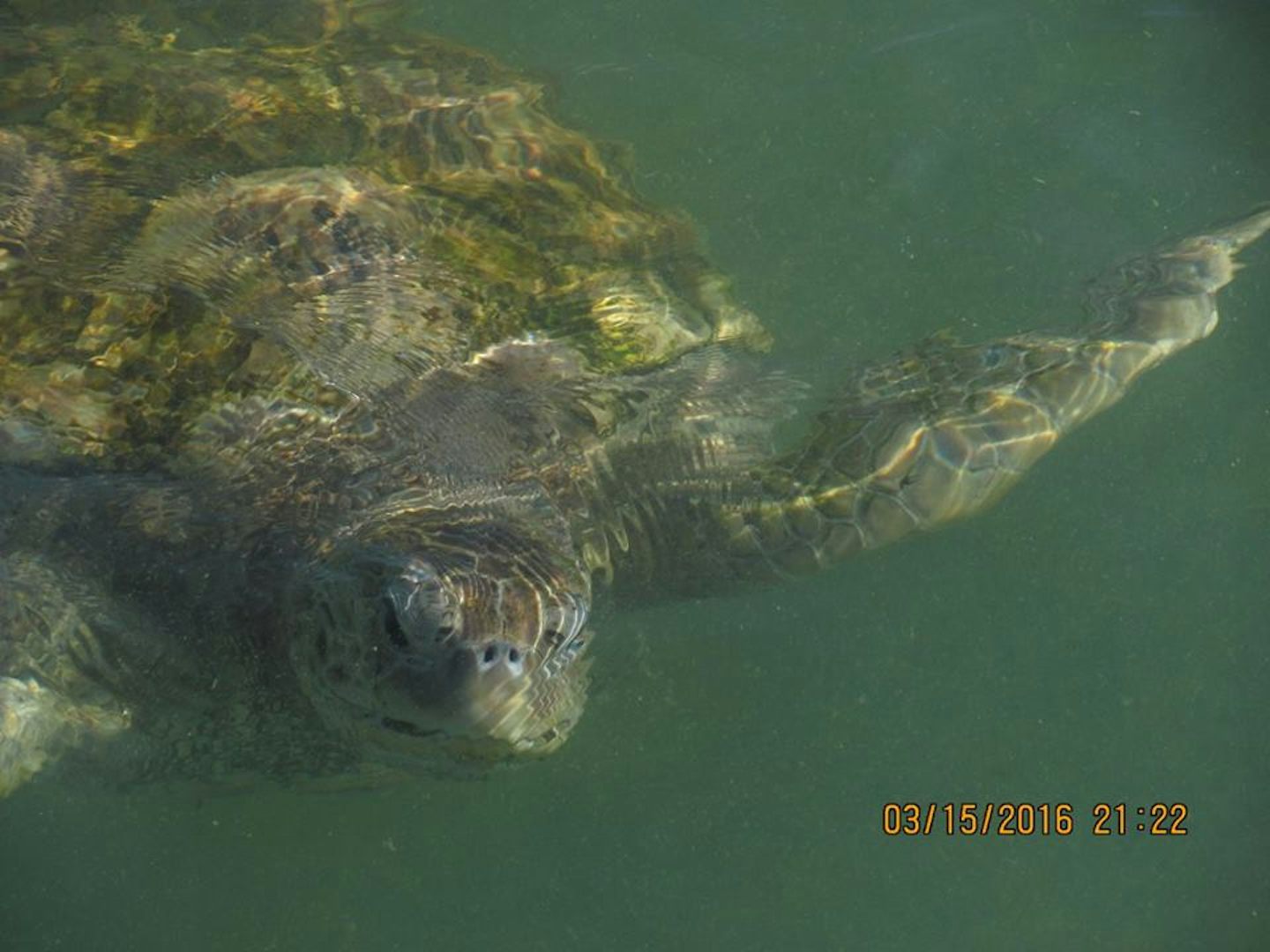 Grand Cayman Island Turtle sanctuary.