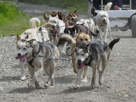 Sled dogs in Caribou Crossing (Skagway excursion)