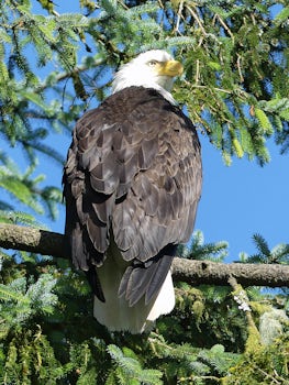 Bald eagle in Nature Sanctuary excursion, Ketchikan