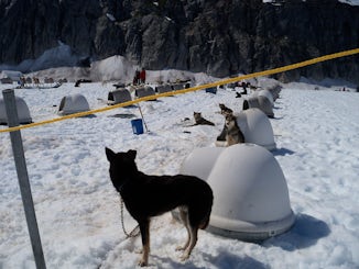 Sled dog drive on the ice field in Juneau.