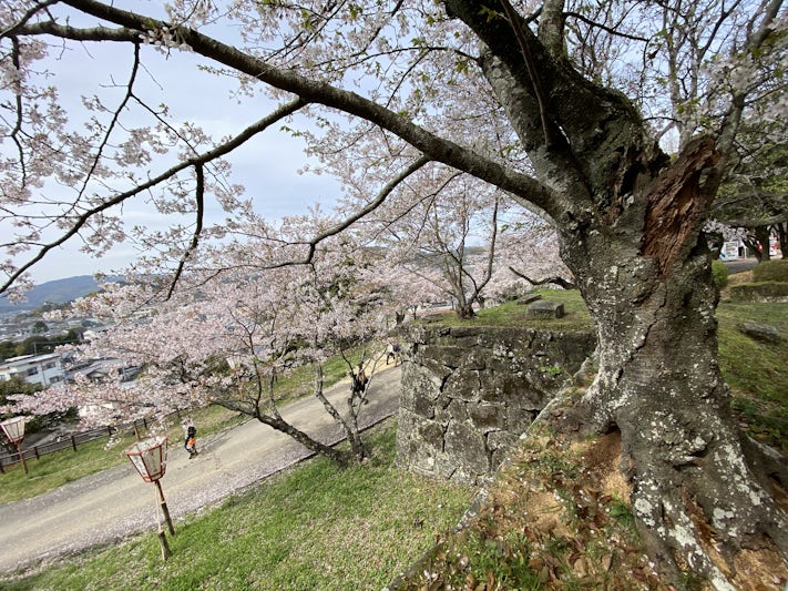Beautiful cherry blossoms in full bloom dot Japan.