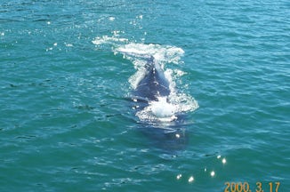 Whale at Juneau