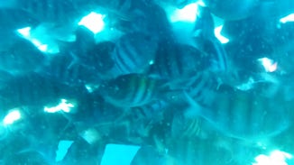 Underwater tour in Grand Cayman