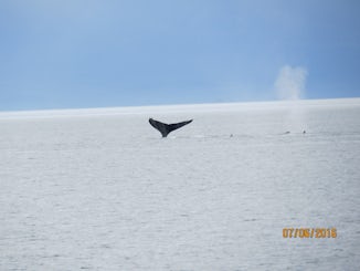 Whale watching in Juneau, AK