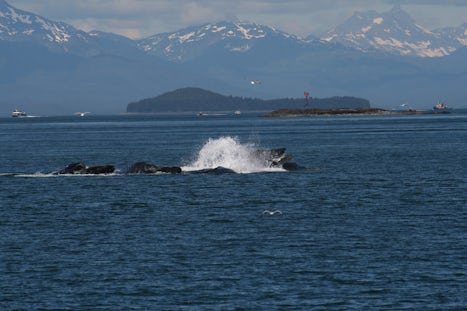 Whale watching Juneau