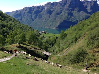 Looking down from the fjord hike to a family goat farm in Flam.