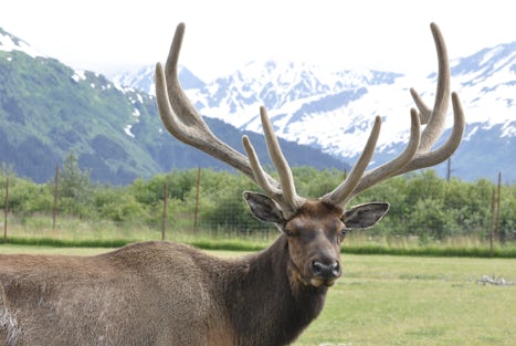 This guy posed for me at the Alaska Wildlife Conservation Center outside An
