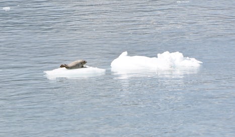 Sea lion on our way to Hubbard Glacier