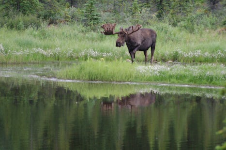 Moose in Denali Park -- Kantishna Excursion