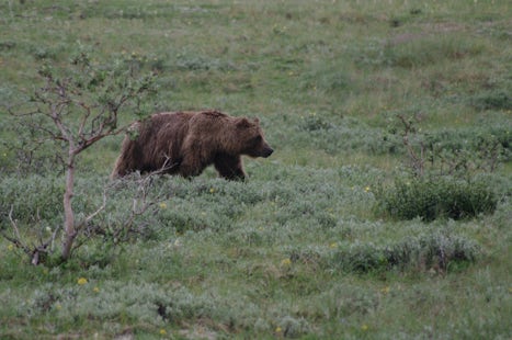 Bear in Denali Park -- Kantishna Excursion
