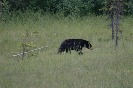 Black bear along Parks Highway