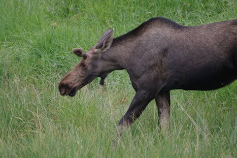 Moose along Tony Knowles trail in downtown Anchorage