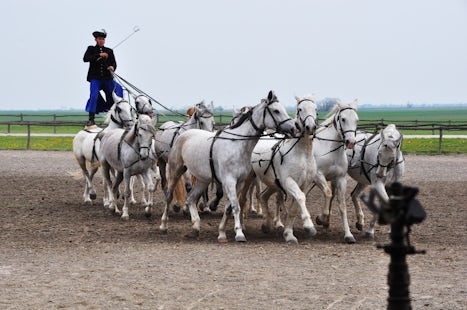 This is a 10 horse team which was the world record being controlled by a Human