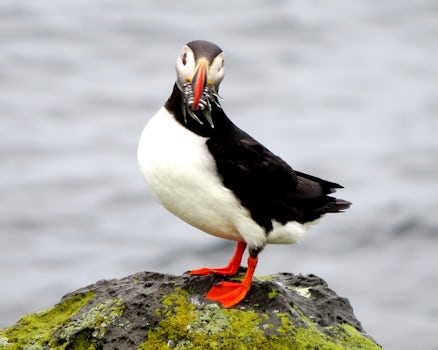 Puffin eating in Isafjordur, Iceland