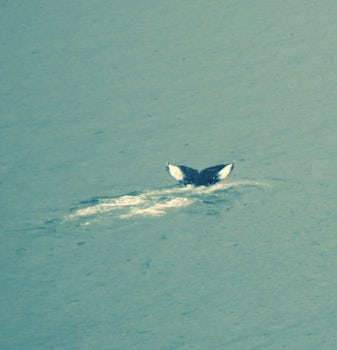 whale spotting off shore