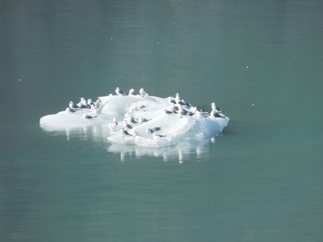 Sea gulls hitching a ride on a growler