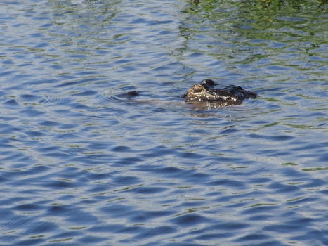 We were within three feet of this gator. The airboat could get very close t