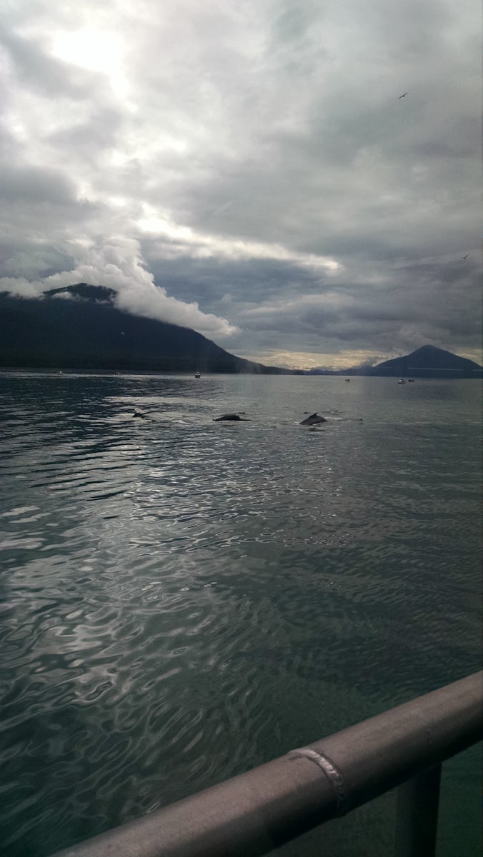 Whale watching tour in Auke Bay in Juneau, AK. So worth while! This excursion also included an hour stop at Mendicott Glacier.  Having already spent so much time at Dawes Glacier, I would have chosen the slightly cheaper tour that was only whale watching.