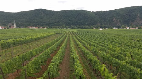 Vineyard in Durnstein